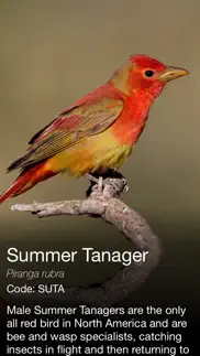 daily bird - the beautiful bird a day calendar app iphone images 4