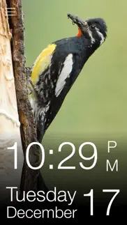 daily bird - the beautiful bird a day calendar app iphone images 1