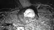 bald eagle cams iphone images 3