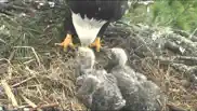 bald eagle cams iphone images 2