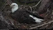 bald eagle cams iphone images 1