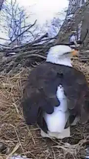 bald eagle cams iphone images 4