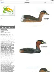 birds of western palearctic ipad images 2