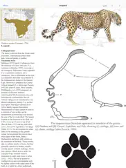 mammals of the southern african subregion ipad images 2