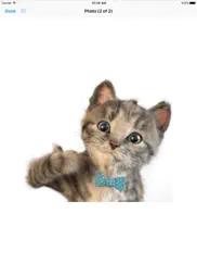 little kitten stickers ipad images 3