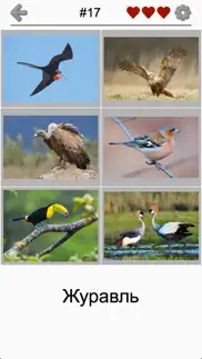 Птицы мира - Викторина о птицах со всего света айфон картинки 2