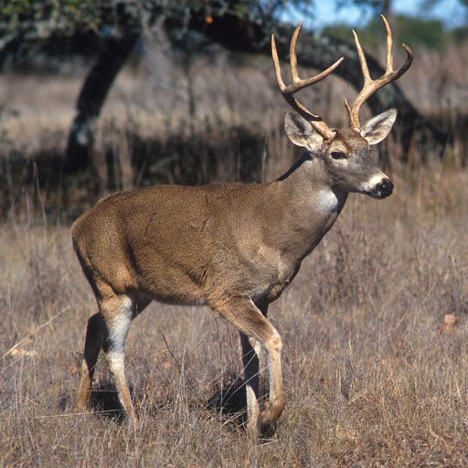 Whitetail Hunting Calls - Real Deer Sounds app reviews download