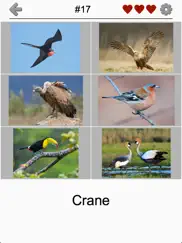 bird world - quiz about famous birds of the earth ipad resimleri 2