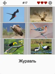 Птицы мира - Викторина о птицах со всего света айпад изображения 2