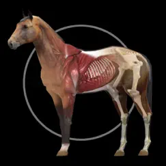 horse anatomy: equine 3d обзор, обзоры