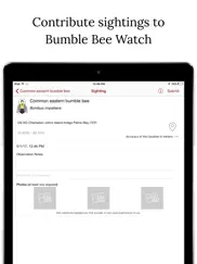 bumble bee watch ipad images 4
