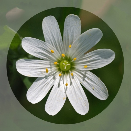 Mobile Flora - Wild Flowers app reviews download