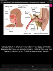 human anatomy ears facts, quiz ipad images 2