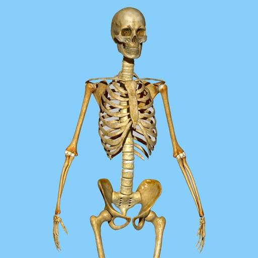 Skeletal System Quizzes app reviews download