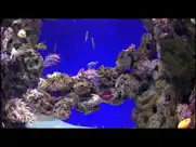 aquarium videos 4k iPad Captures Décran 2