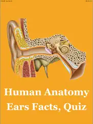 human anatomy ears facts, quiz ipad images 1