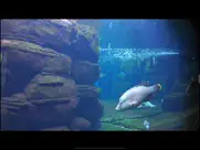 aquarium videos 4k iPad Captures Décran 4