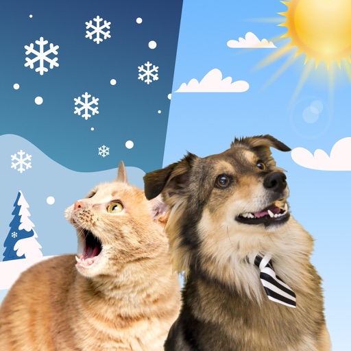 Weather Kitty - Cute Cat radar app reviews download