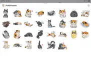 cat bigmoji funny stickers ipad images 1