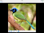 belize birds field guide ipad images 2