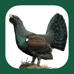eastern europe birds logo, reviews