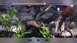 aquarium videos 4k iPhone Captures Décran 4
