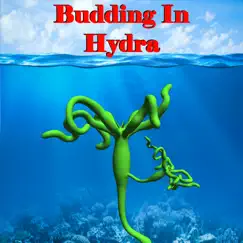 budding in hydra logo, reviews