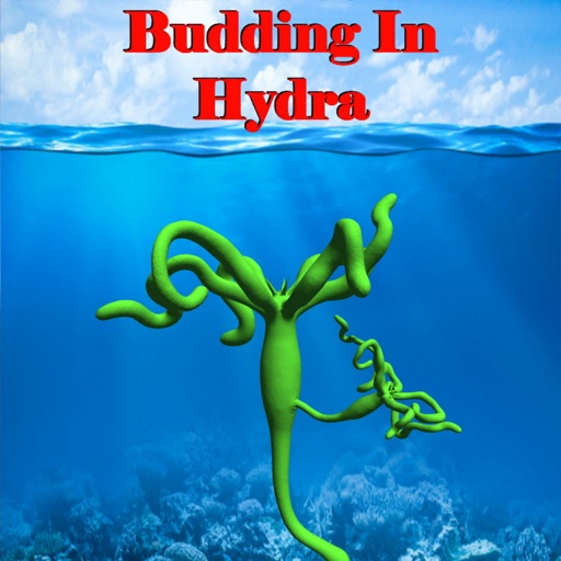 Budding in Hydra app reviews download
