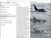 antarctic wildlife guide ipad images 4