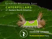caterpillar id usa east coast ipad images 1