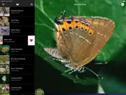butterflies 2.0 ipad images 1