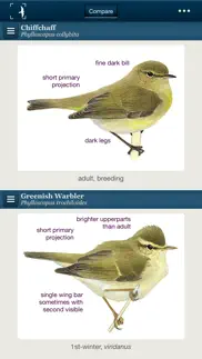 birds of northern europe iphone capturas de pantalla 2