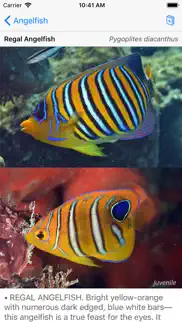 deep blue divers fish guide iPhone Captures Décran 3