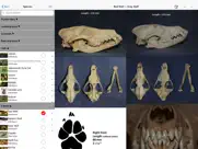 stuarts north american mammals ipad images 2