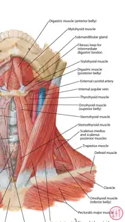 anatomy atlas, usmle, clinical iphone images 4