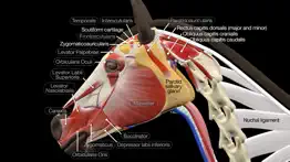 horse anatomy: equine 3d iphone images 1