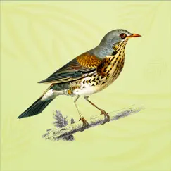 vintage bird stickers logo, reviews
