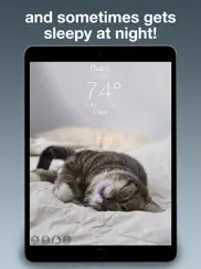 lil bub cat weather report ipad images 3
