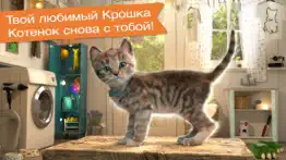 Маленький котенок- Приключения айфон картинки 1