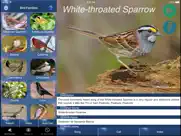 bird song id usa songs & calls ipad images 2