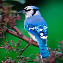 Birds Songs App, ornithology uygulama incelemesi