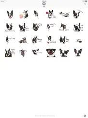 iggy - animated boston terrier ipad images 2