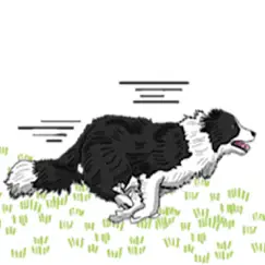 border collie dog icon sticker logo, reviews