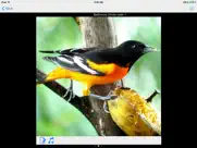 panama birds field guide ipad images 1
