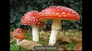 fungi iphone capturas de pantalla 4