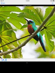 panama birds field guide basic ipad images 3