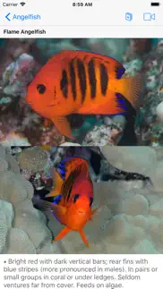 scuba fish hawaii iPhone Captures Décran 1
