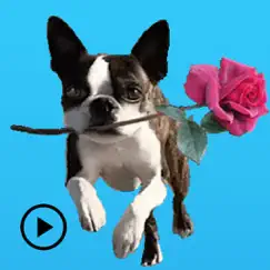 iggy - animated boston terrier logo, reviews