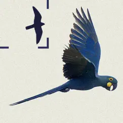 birds of brazil logo, reviews