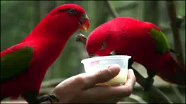 video touch - wild birds iphone resimleri 3